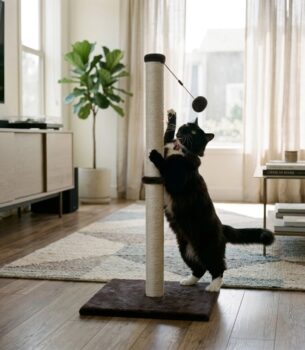 Cat Scratching Post